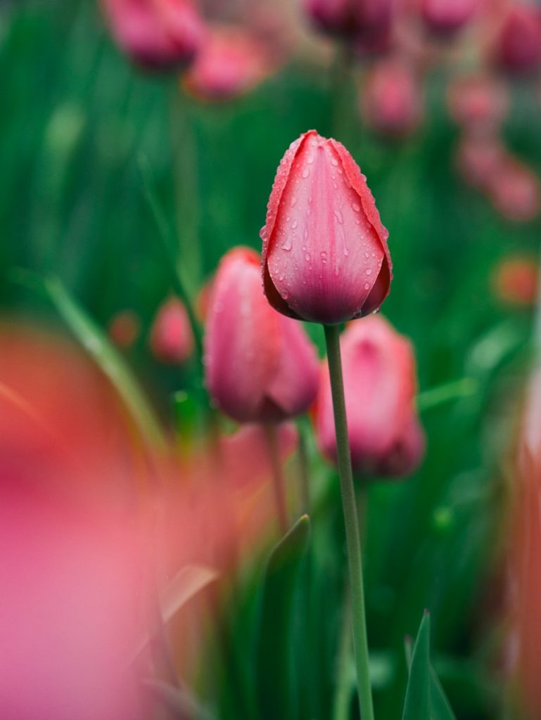 focused photo of a pink rose